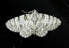 Dyscheralcis crimnodes