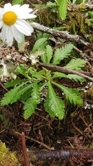 Argyranthemum pinnatifidum image