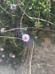 Globularia meridionalis