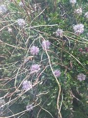 Globularia meridionalis