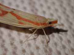 Otiocerus coquebertii