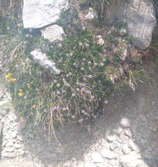 Globularia meridionalis