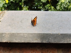 Aglais urticae