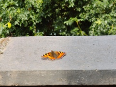Aglais urticae