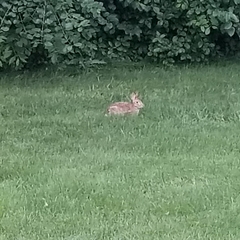 Sylvilagus floridanus