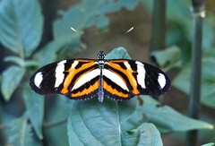 Heliconius ethilla polychrous