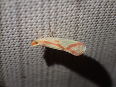 Otiocerus coquebertii