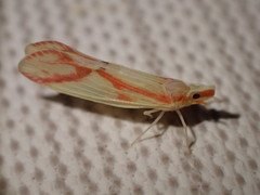 Otiocerus coquebertii