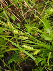 Carex tuckermanii