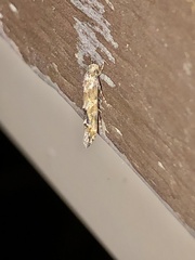 Mompha stellella