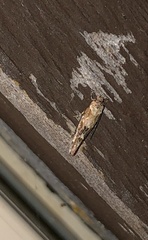 Mompha stellella