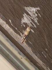 Mompha stellella