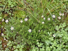 Minuria leptophylla