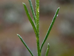 Minuria leptophylla