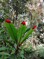 Columnea rubriacuta
