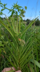 Asclepias hirtella