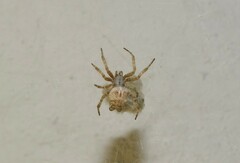 Cyrtophora citricola