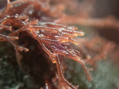 Ceramium codicola