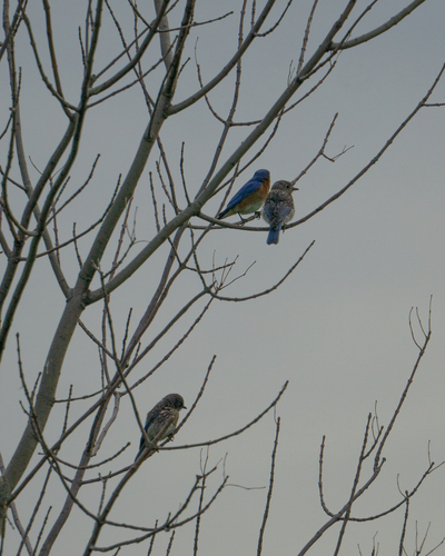 Eastern Bluebird photographed in Iowa