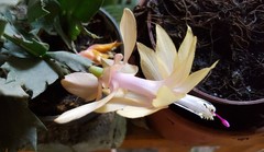 Schlumbergera truncata