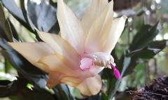 Schlumbergera truncata