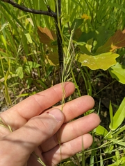 Lolium multiflorum × perenne