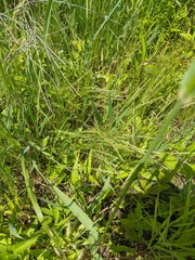 Lolium multiflorum × perenne