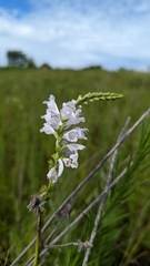 Physostegia angustifolia