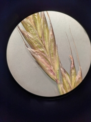 Lolium multiflorum × perenne