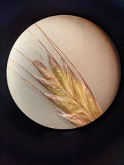 Lolium multiflorum × perenne