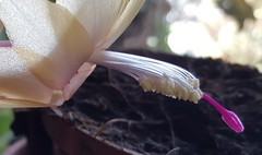 Schlumbergera truncata