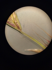 Lolium multiflorum × perenne