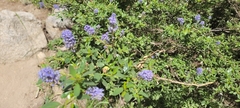 Ceanothus parvifolius