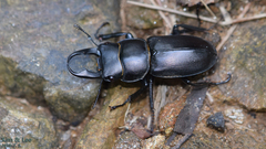 Dorcus rectus