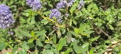 Ceanothus parvifolius