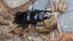 Dorcus rectus