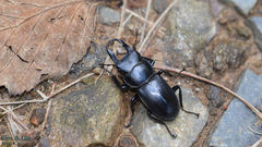Dorcus rectus