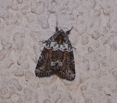 Bryophila ereptricula