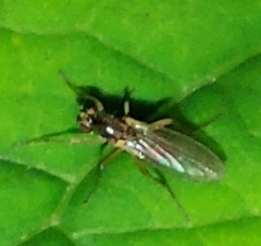 Lonchoptera bifurcata
