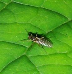 Lonchoptera bifurcata