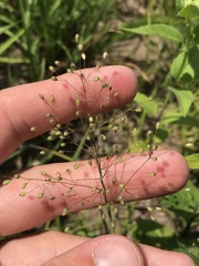 Dichanthelium praecocius