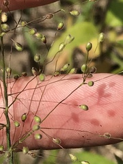 Dichanthelium praecocius