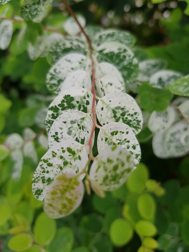 Breynia disticha