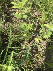 Dichanthelium praecocius