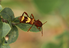 Neoclytus approximatus