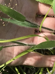 Dichanthelium praecocius