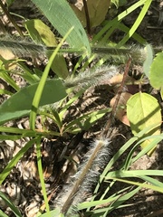 Dichanthelium praecocius