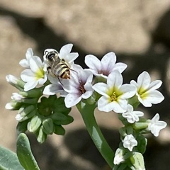 Perdita heliotropii