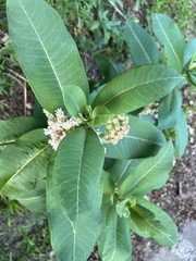 Asclepias syriaca