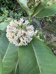 Asclepias syriaca